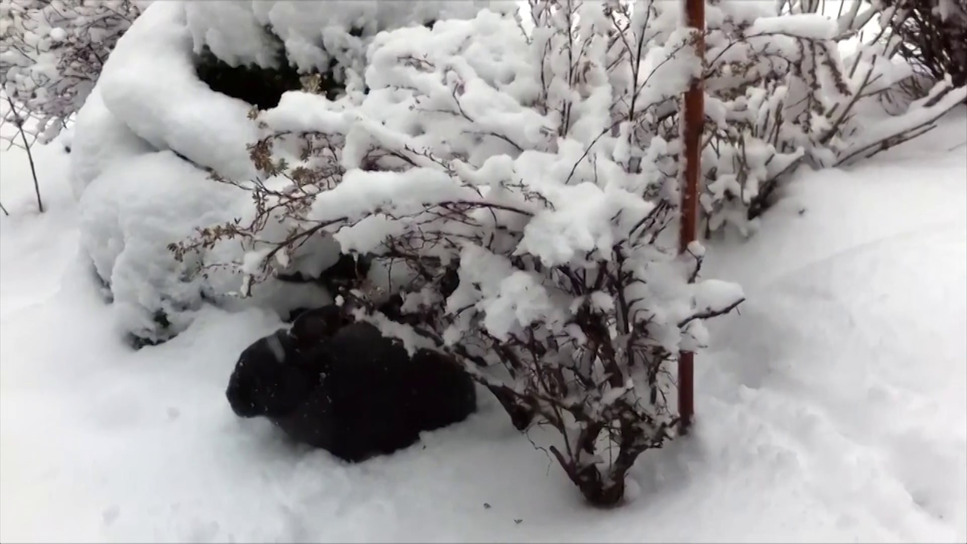 Vilnius in Winter: The real big snowball fight