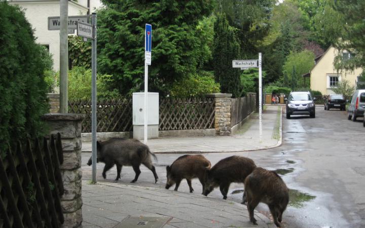 Latvia: Municipality of Riga will start hunting the boars and foxes in the city center
