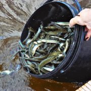 Latvia: Two tonnes of young pike introduced to Lake Jugla