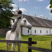 Janów Podlaski opens Poland’s Arabian Horse Days with a five-day programme Janów Podlaski opens Poland’s Arabian Horse Days with a five-day programme