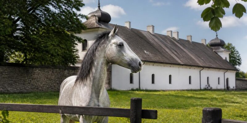 Janów Podlaski opens Poland’s Arabian Horse Days with a five-day programme Janów Podlaski opens Poland’s Arabian Horse Days with a five-day programme