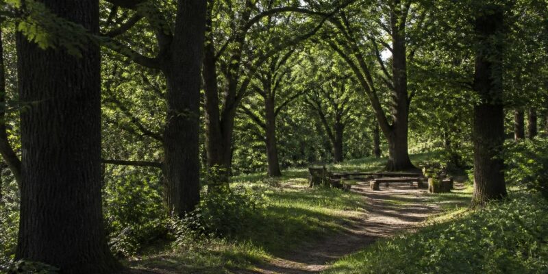 Kaunas brings urban nature and community together at the Drevės festival