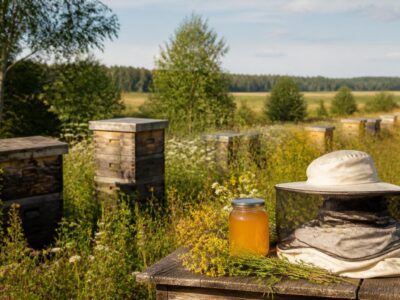 Latvia’s Honey Day opens apiaries to visitors across the country