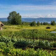 Trondheim’s Jord Festival puts soil health and local food at the centre of public life