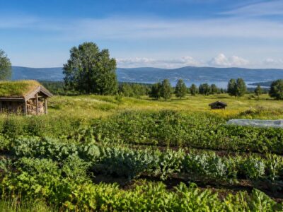 Trondheim’s Jord Festival puts soil health and local food at the centre of public life