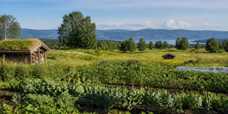 Trondheim’s Jord Festival puts soil health and local food at the centre of public life