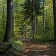 Germany expands funding for climate-adapted forest management