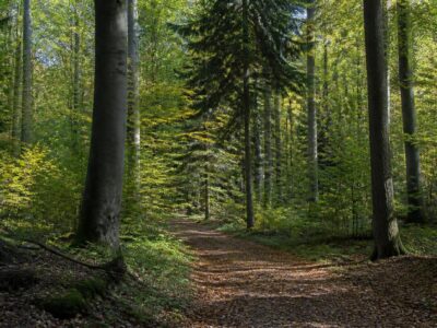 Germany expands funding for climate-adapted forest management