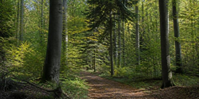 Germany expands funding for climate-adapted forest management