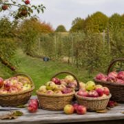 Dobele’s Apple Festival connects Latvia’s orchard heritage with food, science and family life