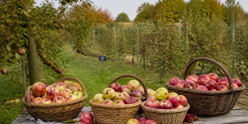 Dobele’s Apple Festival connects Latvia’s orchard heritage with food, science and family life