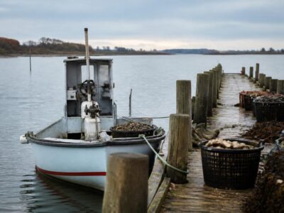 Limfjord shellfish season opens with Denmark’s Oyster and Mussel Premiere