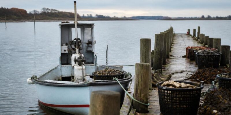 Limfjord shellfish season opens with Denmark’s Oyster and Mussel Premiere
